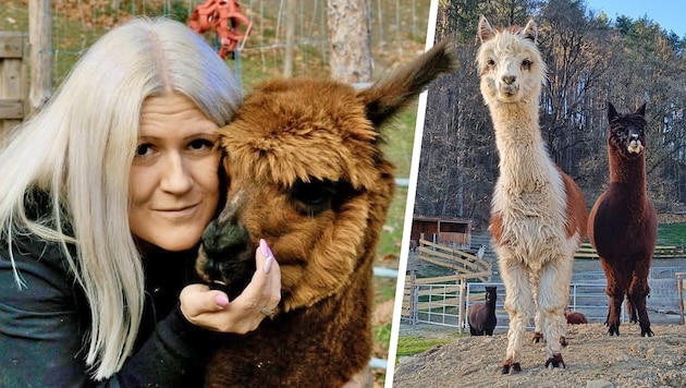 Jasmin Lechner vom Alpakahof in Bromberg – die aktuelle Schließung wird von der Familie genutzt, ...