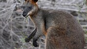 Das Känguru (Symbolfoto) ist rund 60 Zentimeter groß.