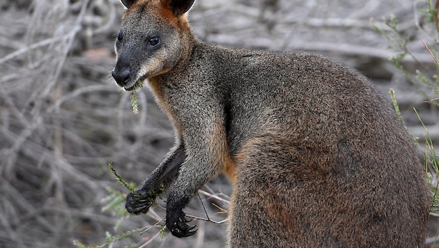 Das Känguru (Symbolfoto) ist rund 60 Zentimeter groß.