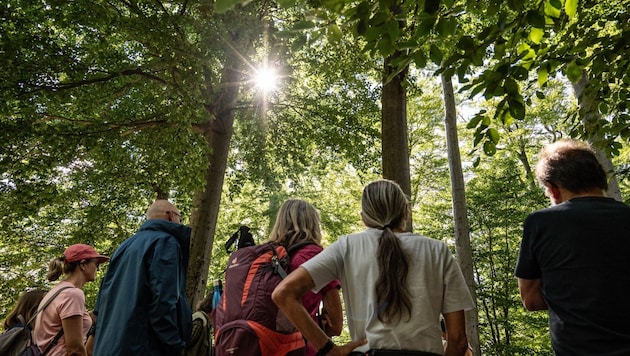Zum 100-Jahr-Jubiläum laden die Bundesforste zu Führungen in den Wald der Zukunft.