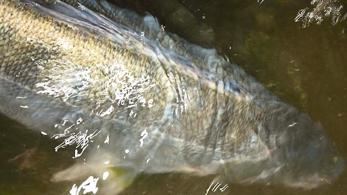 Der Zander wurde nach dem Vermessen wieder in die Drau freigelassen.