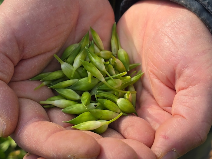 Die Knospen des Bärlauchs sind als „Steirische Kapern“ bekannt.