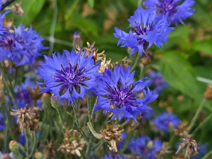 Die Kornblume ist eine Heilpflanze, die lange gegen Fieber und Husten eingesetzt wurde.