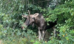 „Emil“ dürfte von Polen nach NÖ gelaufen sein.