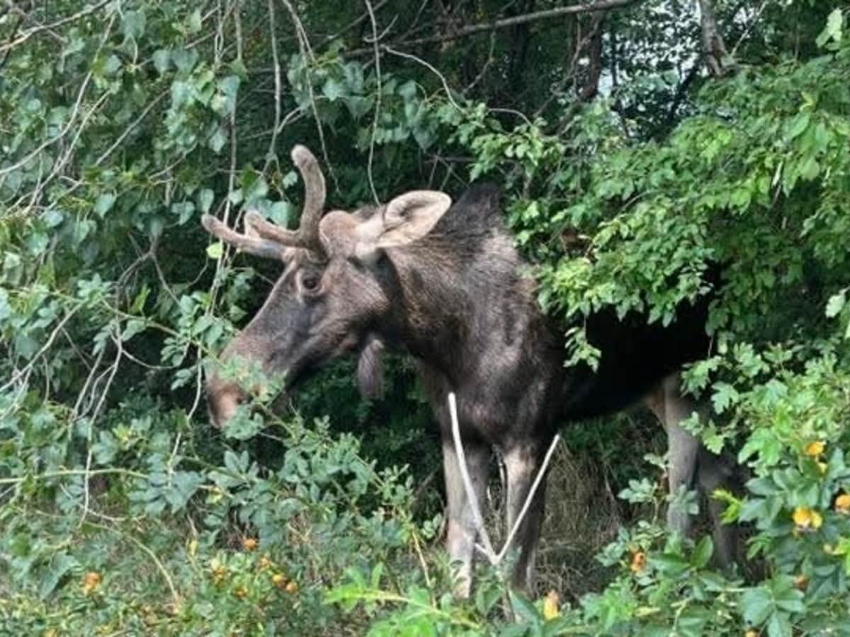 Shawty bae onlyfans video Discover exclusive content on