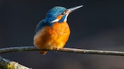 Dem flinken Eisvogel (Symbolbild) wurde buchstäblich der Ast abgesägt, auf dem er saß.