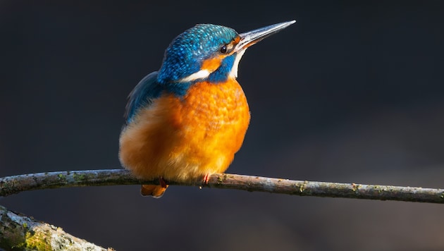 Dem flinken Eisvogel (Symbolbild) wurde buchstäblich der Ast abgesägt, auf dem er saß.