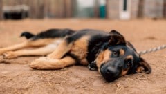 In Ruanda werden Hunde meist draußen als Wachhunde gehalten.