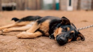 In Ruanda werden Hunde meist draußen als Wachhunde gehalten.