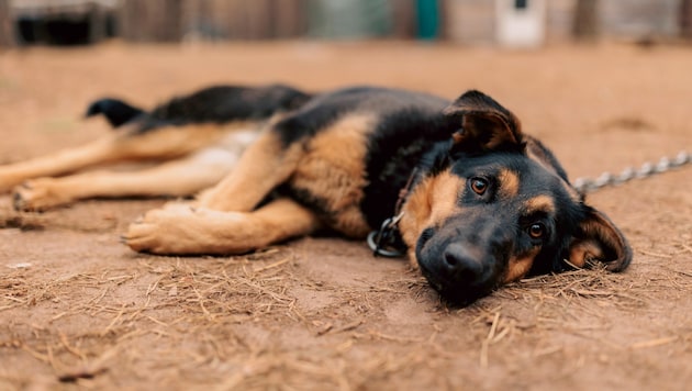 In Ruanda werden Hunde meist draußen als Wachhunde gehalten.