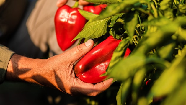 Blockig, spitz oder rund, in jedem Fall aber frisch, knackig und in intensiv leuchtendem Gelb, ...