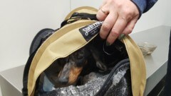 Österreichs Zöllnerinnen und Zöllner haben im Vorjahr 200 lebende Tiere aus dem Verkehr gezogen ...