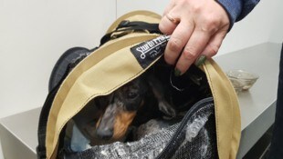 Österreichs Zöllnerinnen und Zöllner haben im Vorjahr 200 lebende Tiere aus dem Verkehr gezogen ...