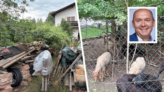 Bis vor kurzem noch zehn, jetzt nur mehr drei Schafe, die inmitten von Gerümpel im Ortsgebiet ...