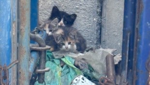 Unvorstellbar, was diese armen Babykätzchen und ihre Mama mitmachen mussten. 