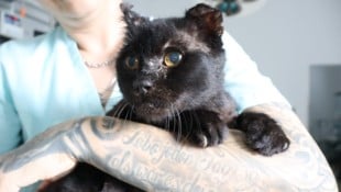 Er war ein Streuner, auf sich gestellt und verstoßen.