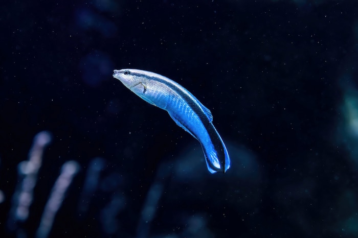 Der Blaustreifen-Putzerfisch: kaum bekannt, aber für die Meeresbiologie unverzichtbar