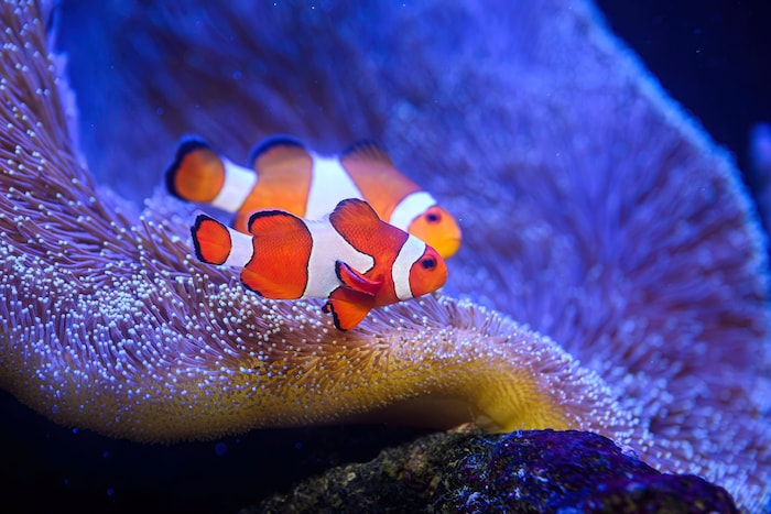 Die Anemonenfische zählen zu den beliebtesten Tieren im Haus des Meeres