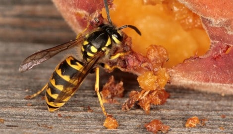 Ungebetene Gäste im Sommer
