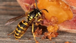 Wurden Sie heuer schon von Wespen geplagt?
