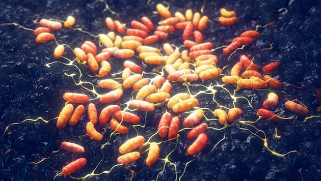 Das Bakterium Yersinia pestis ist in vielen Teilen Kaliforniens präsent.