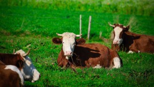 Rinder wurden auf einem Hof derart vernachlässigt, dass der Tierarzt zwei Tiere von ihren Qualen ...
