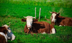Rinder wurden auf einem Hof derart vernachlässigt, dass der Tierarzt zwei Tiere von ihren Qualen ...
