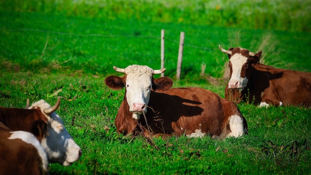 Rinder wurden auf einem Hof derart vernachlässigt, dass der Tierarzt zwei Tiere von ihren Qualen ...
