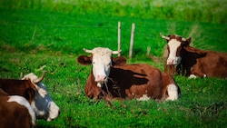 Rinder wurden auf einem Hof derart vernachlässigt, dass der Tierarzt zwei Tiere von ihren Qualen ...