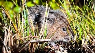 Hunderte Mäuse mussten vor den Wassermassen fliehen