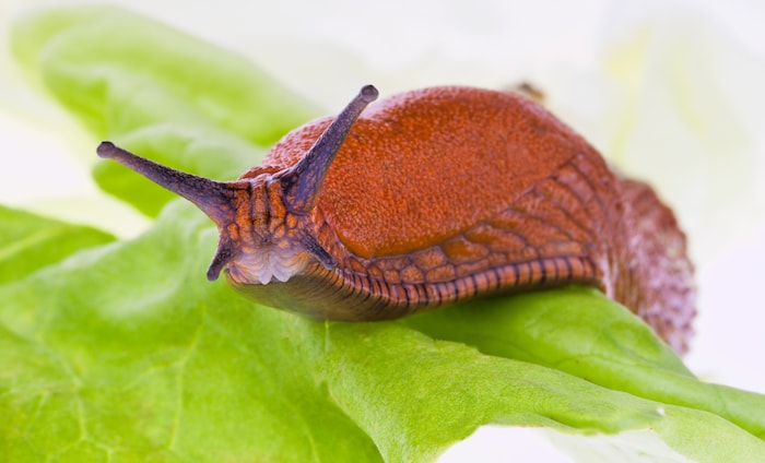 Damit sich die Parasiten weiterentwickeln, brauchen sie einen Zwischenwirt – meistens sind ...