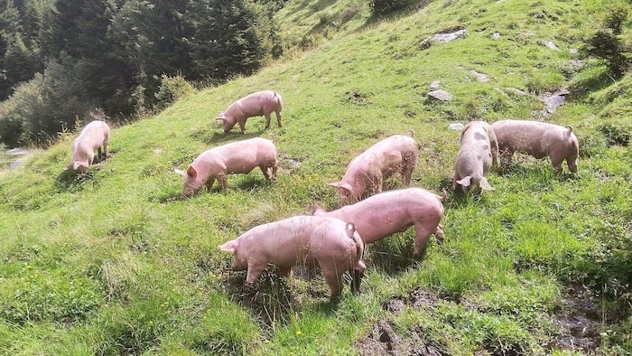 Die Almschweine sind nicht in Gehege eingesperrt, sondern genießen freien Auslauf.