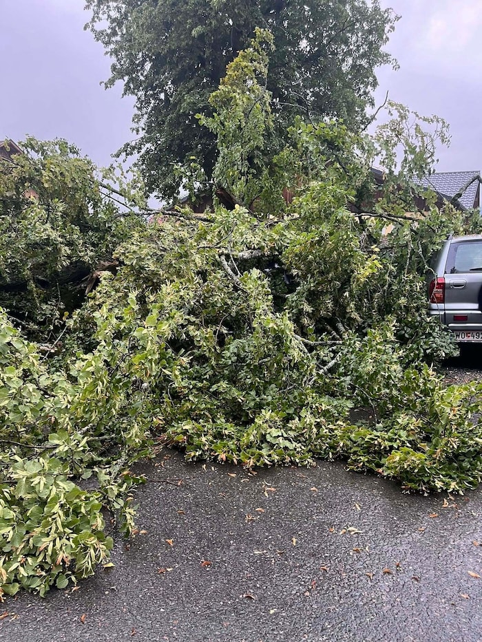 Der Baum ist rund 700 Jahre alt.