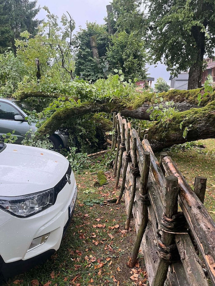 Fünf Autos wurden vom umfallenden Baum teils schwer beschädigt.