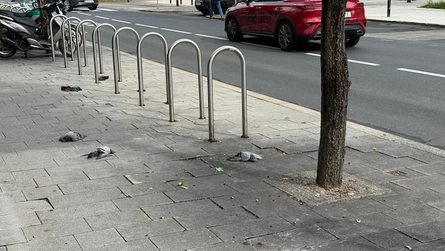 Neun Tauben sind am Donnerstag vor dem Gebäude des Verwaltungszentrums der Landesregierung in ...