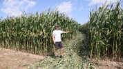 Alois Höllinger zeigt die Stelle, an der der Traktor führerlos durch das Maisfeld pflügte.