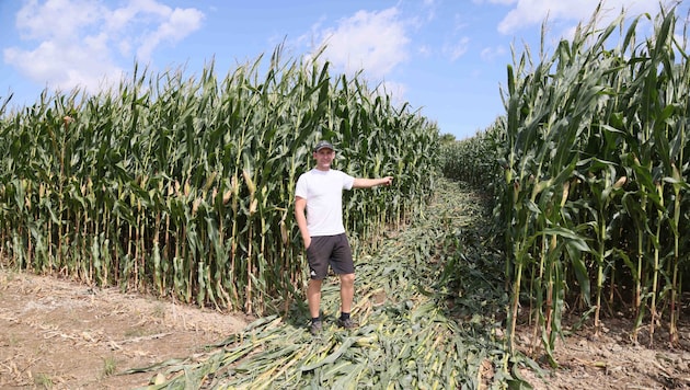 Alois Höllinger zeigt die Stelle, an der der Traktor führerlos durch das Maisfeld pflügte.