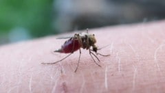 Nur die Weibchen stechen und saugen Blut, da sie dieses für die Ent- wicklung ihrer Eier ...