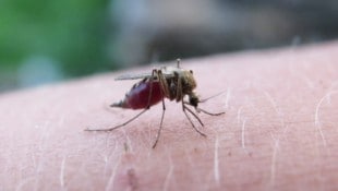 Nur die Weibchen stechen und saugen Blut, da sie dieses für die Ent- wicklung ihrer Eier ...