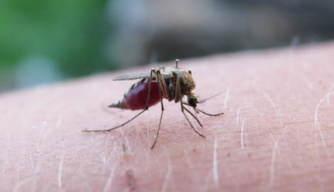 Die entdeckten Gelsen auf Island stehen wohl am Anfang eines biologischen Wandels in der Arktis ...