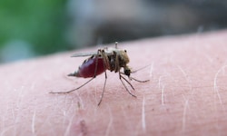 Die entdeckten Gelsen auf Island stehen wohl am Anfang eines biologischen Wandels in der Arktis ...