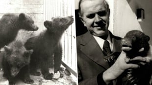 Wilhelm Prechtl betrieb einen Bärenzoo am Klagenfurter Kreuzbergl und züchtete auch selbst ...