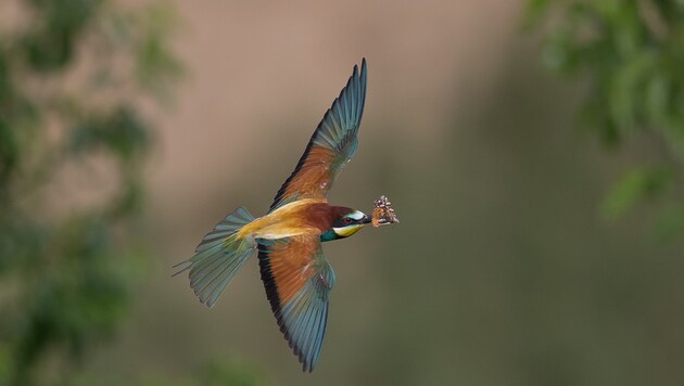 Der bunte Bienenfresser ist einer von wenigen Vögeln, der sich in Kärnten aufgrund der Wärme ...