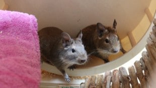 Süß und drollig – aber Degus sind keine Kuscheltiere.