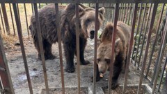 Bären sind in privaten Zoos in Serbien häufig auf engstem Platz zusammengepfercht.