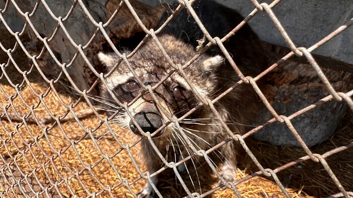 Dieser Waschbär muss sein Dasein auf einem privaten Zoo in einem Mini-Gehege fristen.