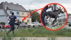 Keine Verfolgungsjagd, sondern nur „Polizeischutz“ für den mutmaßlichen „Emil“ in Tuttendörfl