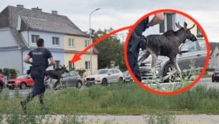 Keine Verfolgungsjagd, sondern nur „Polizeischutz“ für den mutmaßlichen „Emil“ in Tuttendörfl