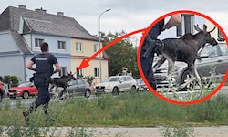 Keine Verfolgungsjagd, sondern nur „Polizeischutz“ für den mutmaßlichen „Emil“ in Tuttendörfl