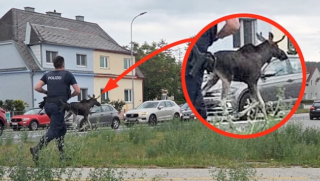 Keine Verfolgungsjagd, sondern nur „Polizeischutz“ für den mutmaßlichen „Emil“ in Tuttendörfl